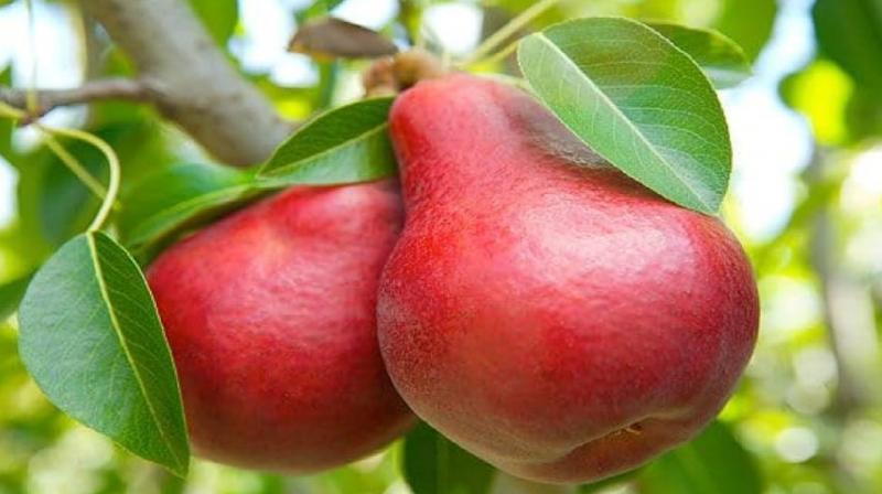 Red pear is rich in vitamins, know its health benefits news in hindi