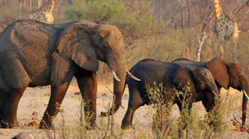 In Zimbabwe, meat will be distributed after killing 200 elephants, 68 lakh people are facing food crisis due to hunger