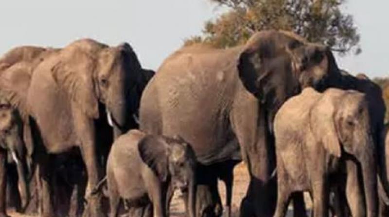 Jharkhand: A herd of elephants crushed three people including a girl to death in Latehar