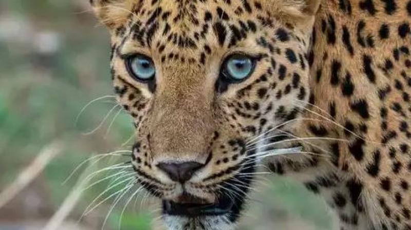 UP: Six injured in leopard attack in Hardoi