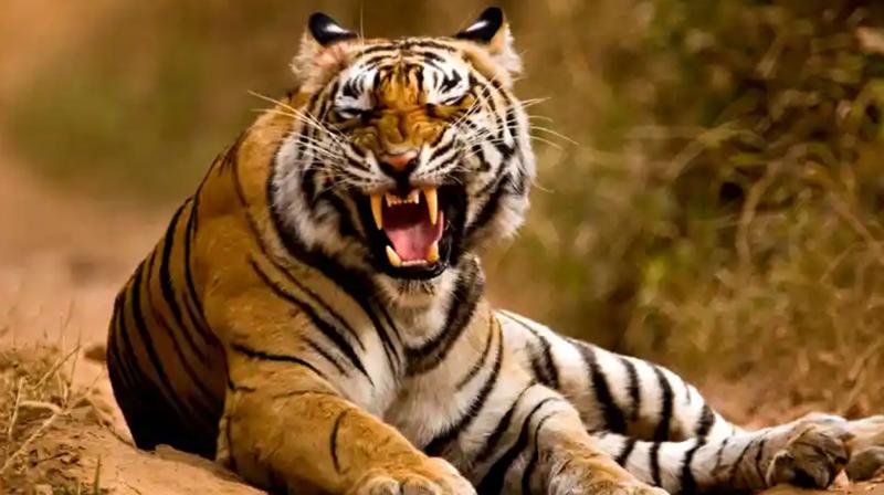  Big revelation in government figures, 302 people died in tiger attacks in five years