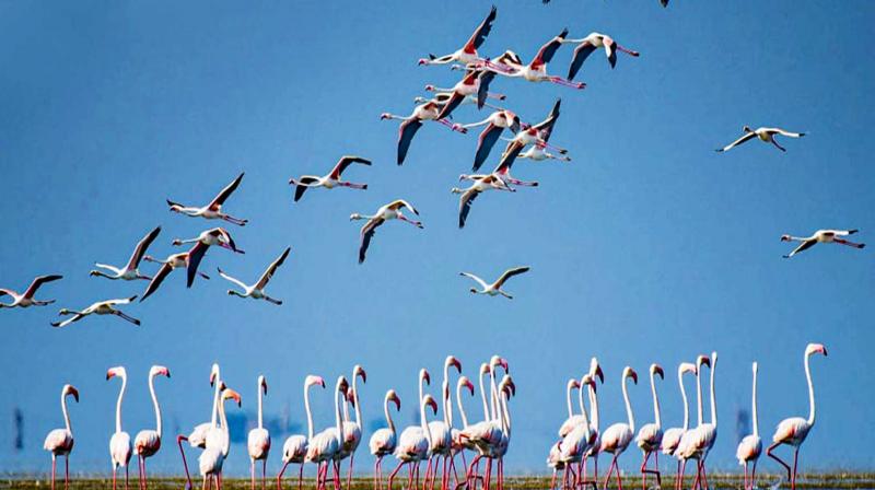 Andhra Pradesh: One million migratory birds expected to visit Kolleru Lake this season