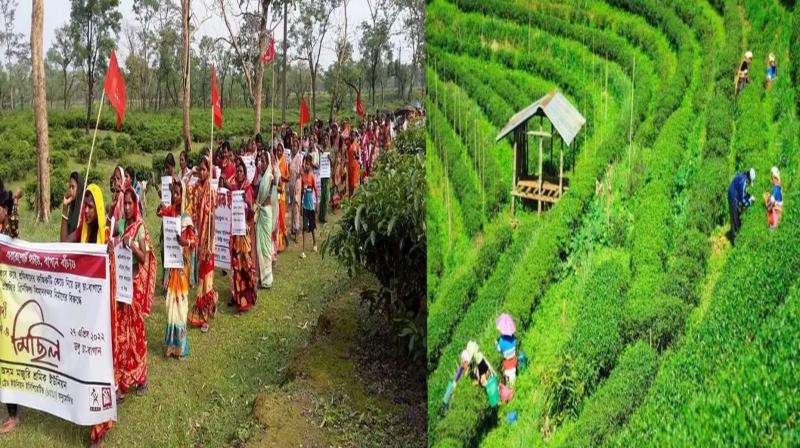 'Sudden' lockdown in Assam's tea garden; 500 workers agitating