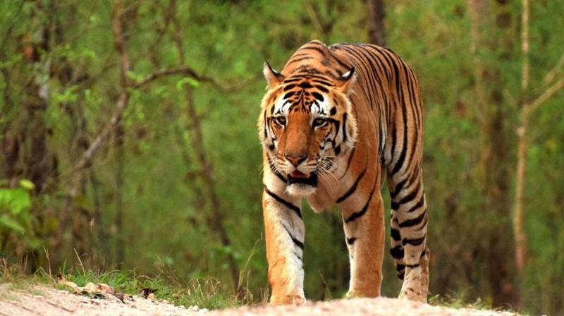 Odisha: Forest Department took pictures of two 'Royal Bengal Tiger' in the forests (सांकेतिक फोटो)