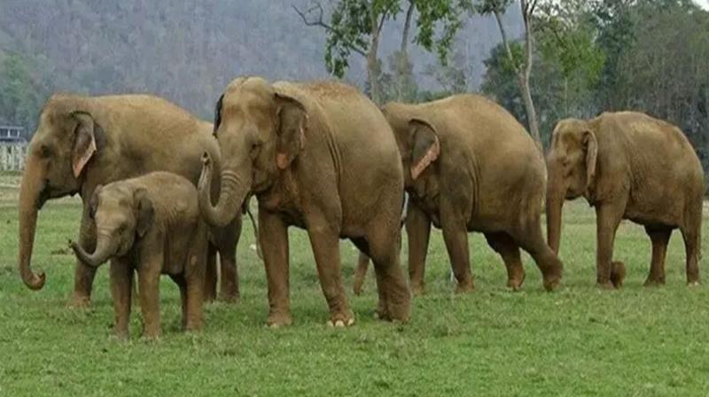 Bihar to start DNA profiling of 'domesticated' elephants