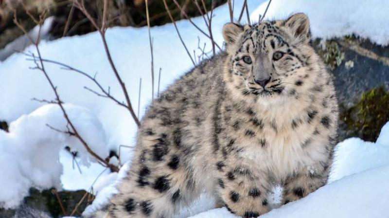 Snow leopard seen for the first time in Darma valley of Uttarakhand (सांकेतिक फोटो)