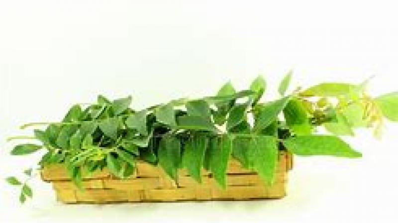 Curry leaves can remove hair problem, know how to use