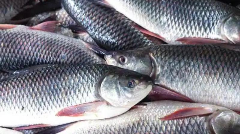 Do consume these fish in winter, it will keep you warm even in severe cold, skin will glow