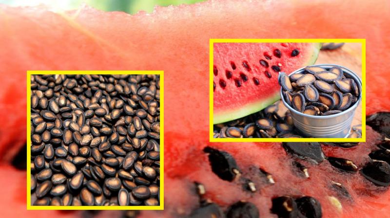 watermelon seeds good for consume news In hindi