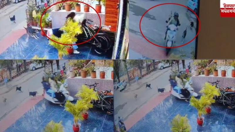 Stray dogs hit the girls riding Activa in Chandigarh News in Hindi 