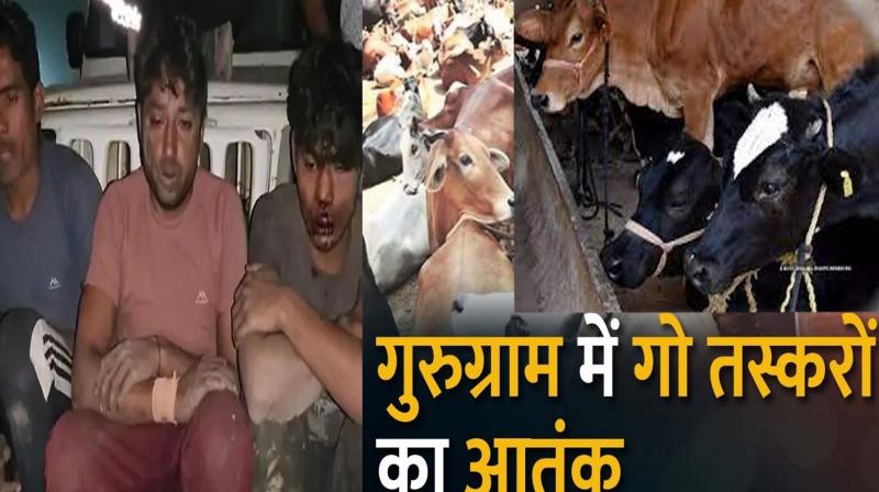 Terror of cow smugglers seen in Gurugram,