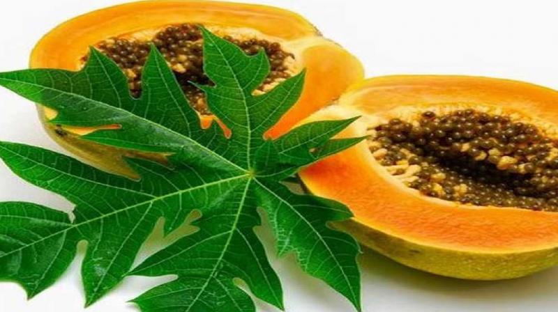 leaves of this fruit will keep you healthy during rainy season news in hindi