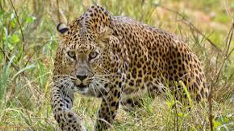 Leopard kills 12-year-old boy in Jharkhand's Garhwa, fourth death in three weeks