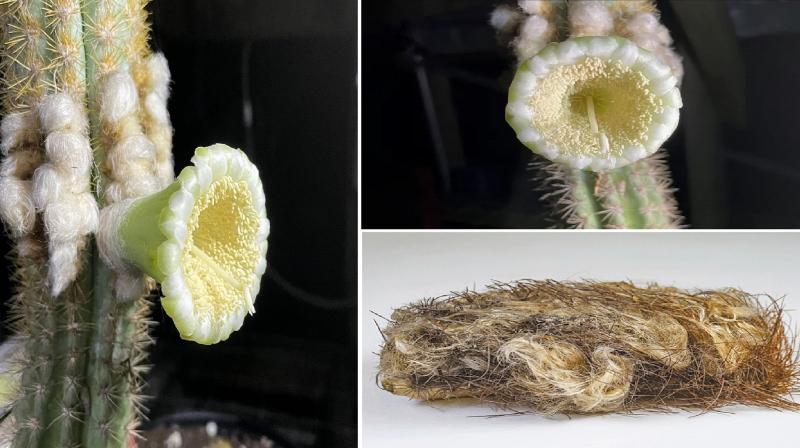 American species of rare Florida cactus lost due to ocean waves news in hindi