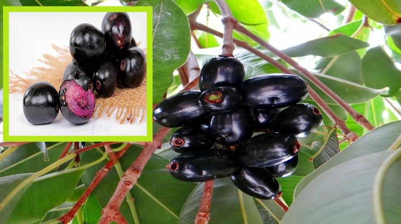 many benefits of eating jamun, medicinal fruit news in hindi
