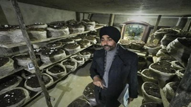 Strong mushroom farming is making women in Baramulla city of North Kashmir