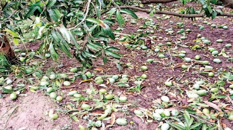 Rain with strong winds in Gujarat, huge damage Kesar Mango crop news In hindi