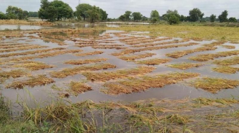 Election Commission gave relief to the farmers of Punjab news in hindi