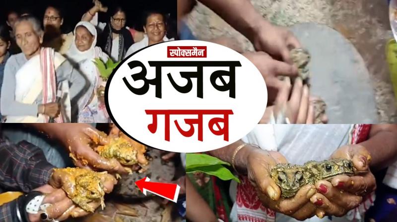  Wedding of frogs, with traditional customs news in hindi