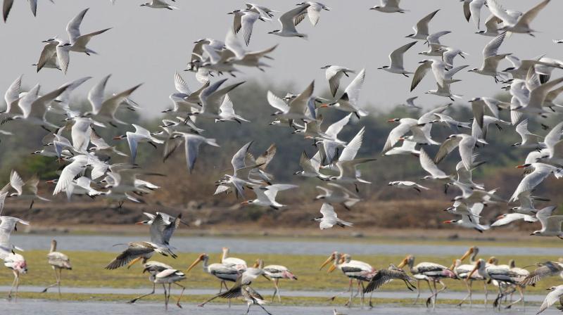 52 species of birds seen in Ladakh during Asian Waterfowl Census-2023