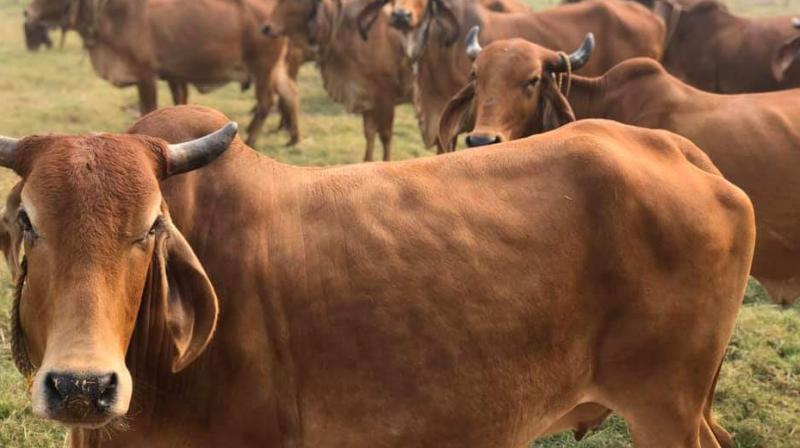 Lumpy Virus: 11,547 cattle died of lumpy disease in Maharashtra in 10 months