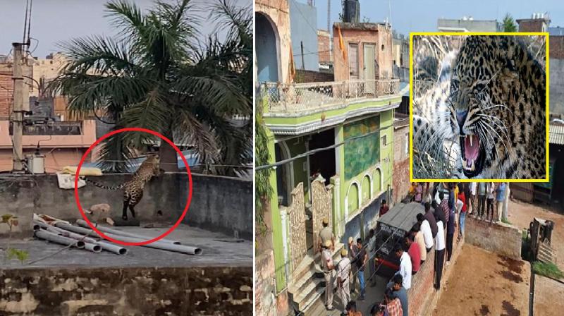 Leopard created terror in Delhi, attacked three people news in hindi