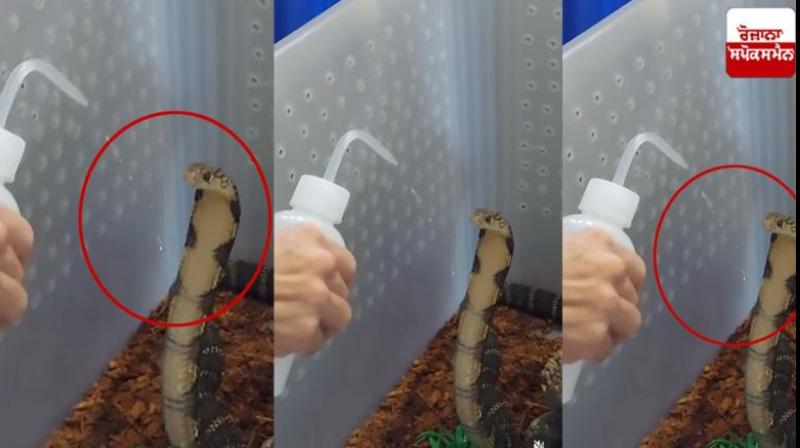  Video of snake drinking water went viral news in hindi