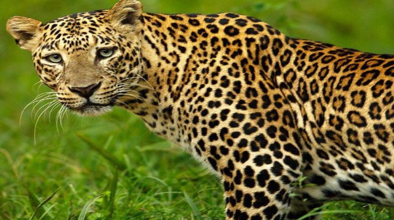 Uttar Pradesh News: Elderly woman dies in leopard attack in Bijnor