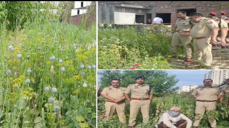 Punjab Police action on opium cultivation, accused arrested news in hindi