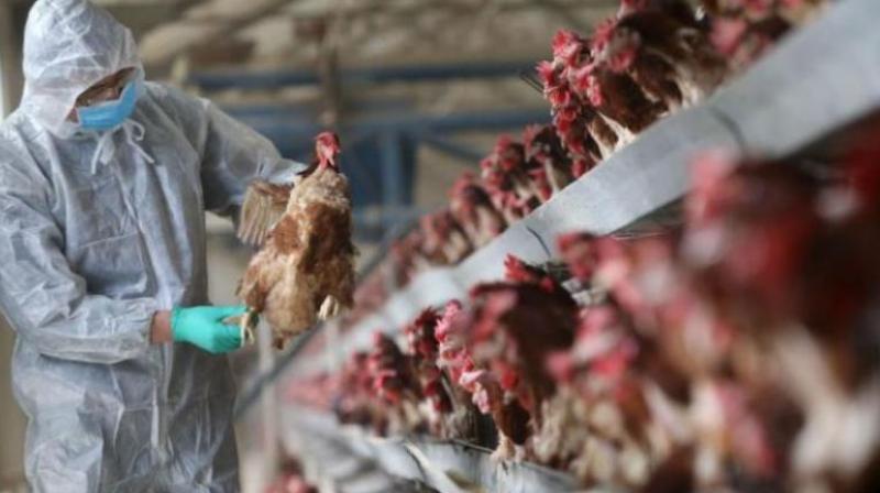 Alarm raised over potential bird flu pandemic, Bird flu News in hindi