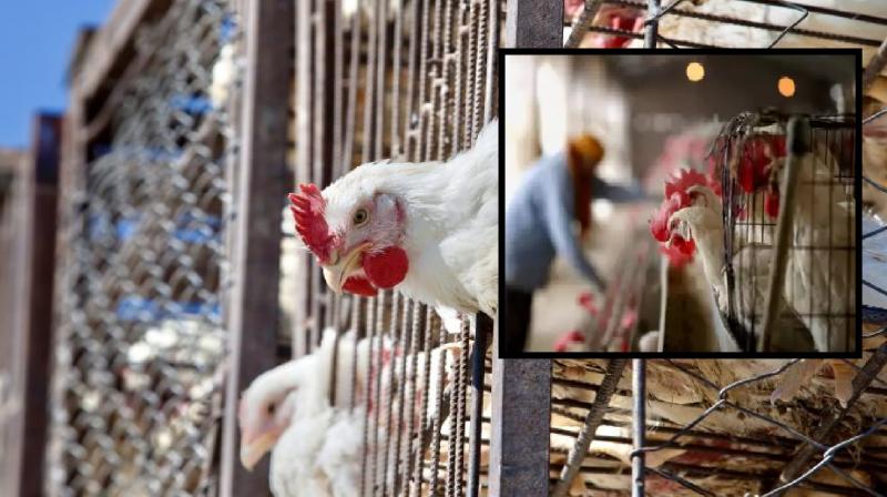 Bird flu outbreak in Ranchi poultry farm news in hindi