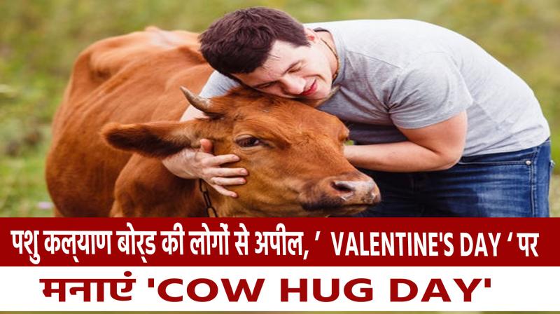 hug cows on Valentine's Day, celebrate 'Cow Hug Day'