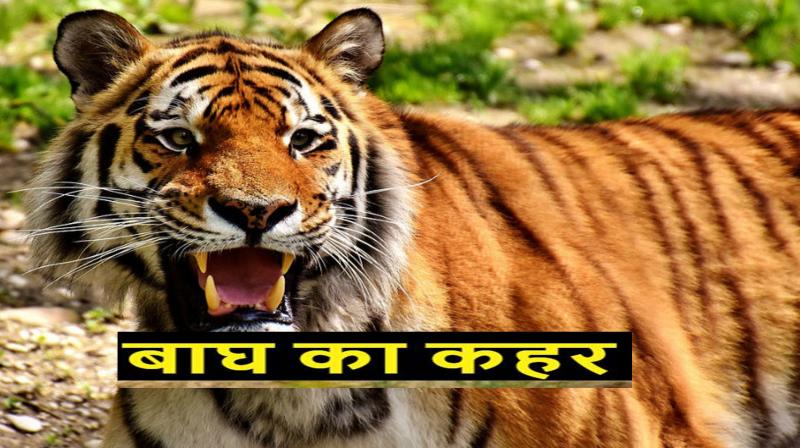 Maharashtra: Tiger attacks woman working in field, dies