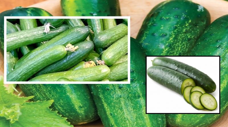Keep these things in mind while buying cucumber news in hindi