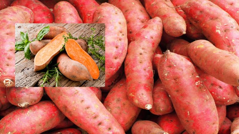 Treasure Of Nutrition Hidden In Sweet Potato, Know The Benefits News In Hindi