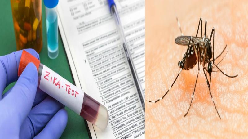 Pune Zika virus cases reported in city news in hindi