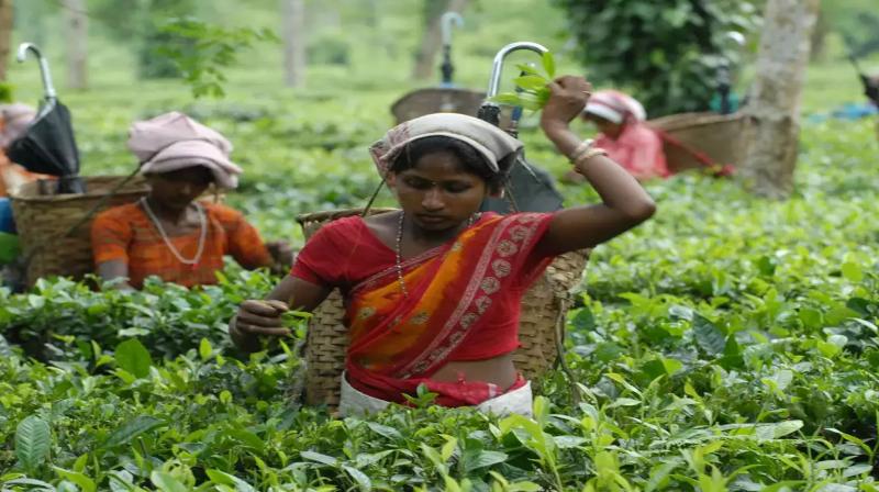 Tea industry is going through severe financial crisis: ITA position paper