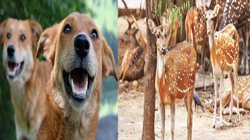 Stray dogs kill three deer in Delhi zoo