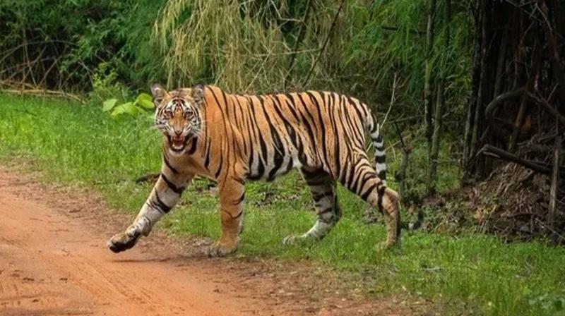  Tiger entered densely populated area, chaos in the area (file photo) 