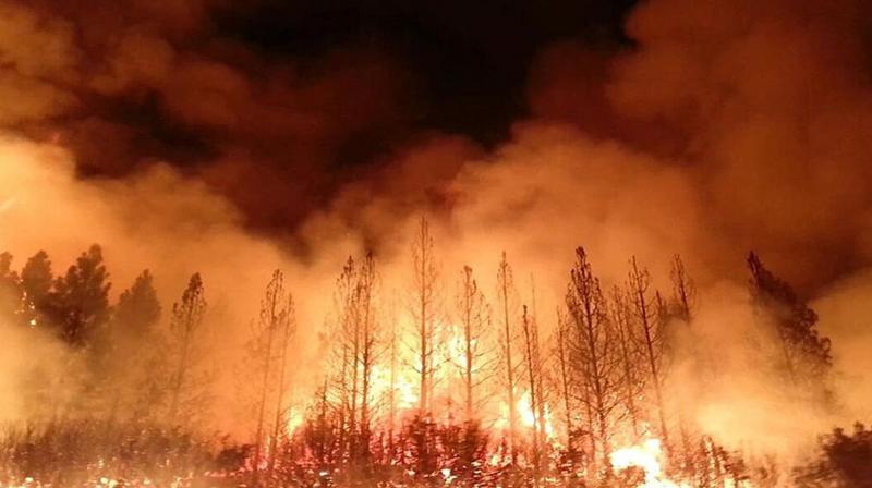Forest fire incidents at 142 places in Odisha, highest in the country
