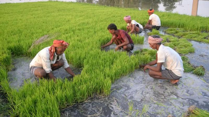 'Walmart Foundation' to support 10 lakh small farmers in next five years
