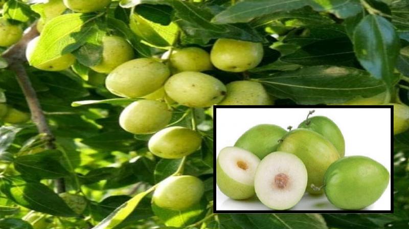 There are many benefits of eating Ber Fruit, know its health benefits news in hindi