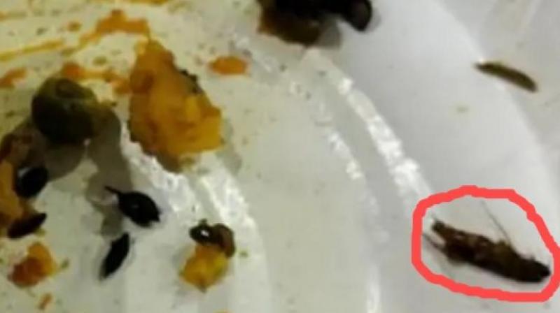 Cockroach found in samosas bought from shop at Chandigarh airport