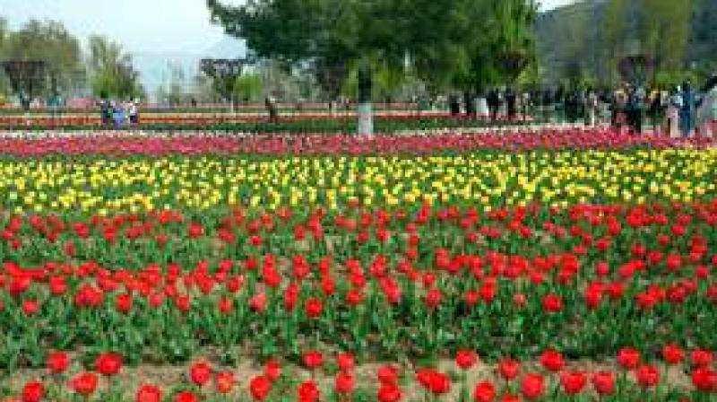 Jammu and Kashmir: Record number of tourists reached Tulip Garden in Srinagar