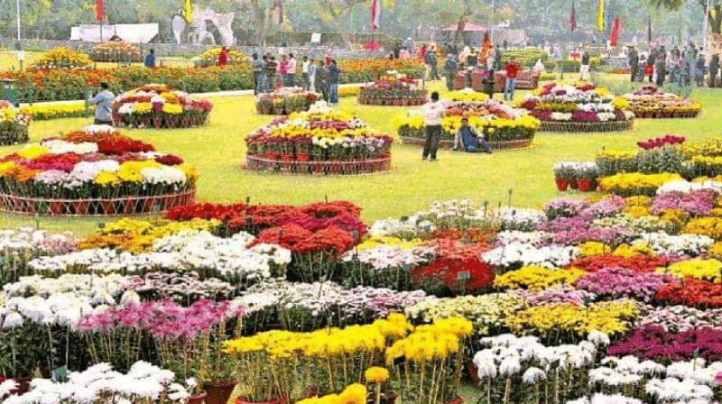 24.22 lakh will be spent on Chandigarh Chrysanthemum Show news in hindi