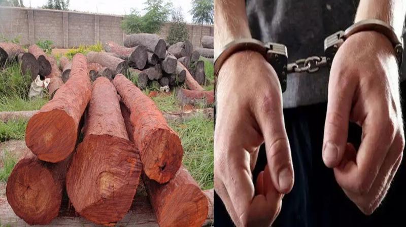 UP: Two and a half quintal sandalwood recovered in Kannauj, three smugglers arrested