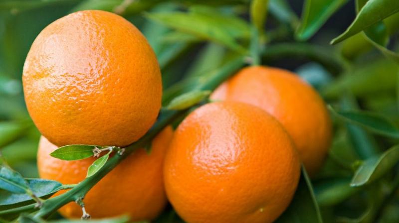 Health Tips: This fruit will boost you immunity in changing weather