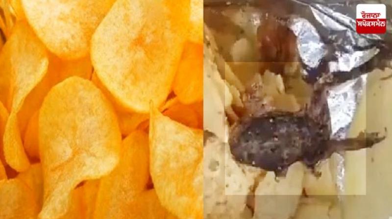 Dead frog found in potato chips packet in jamnagar Gujarat News
