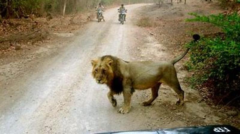 Tourists were taking photos of lions in the forest, the lioness suddenly opened the door of the car