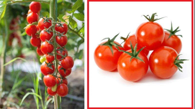 Cherry tomatoes are beneficial for the heart news in hindi
